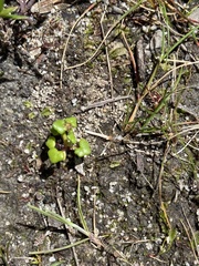 Hydrocotyle alata