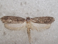 Pachybela