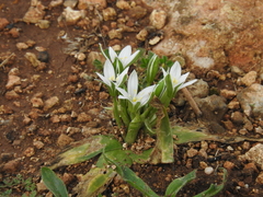 Ornithogalum montanum