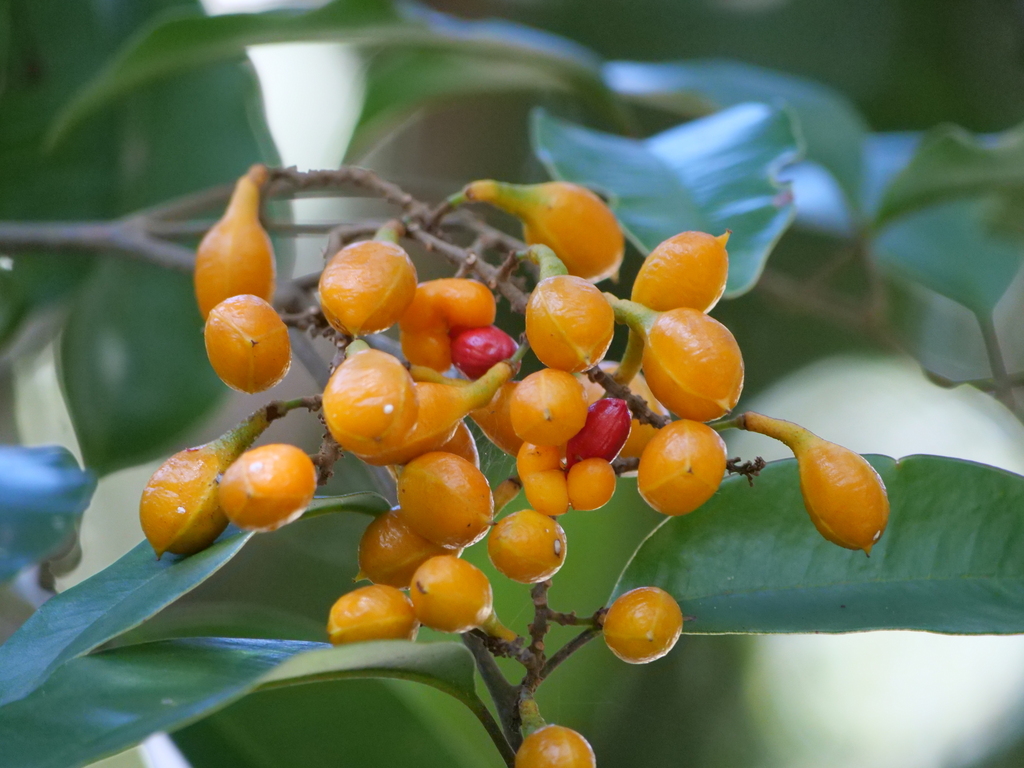 Yellow Pear-fruit