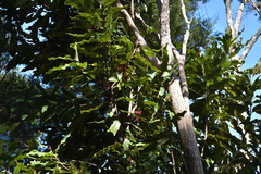 Knightia excelsa