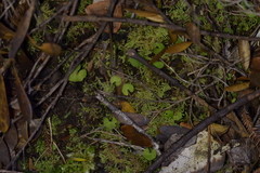 Acianthus sinclairii