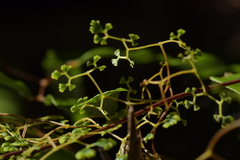Lygodium articulatum