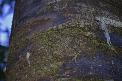 Bulbophyllum pygmaeum