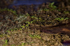 Bulbophyllum pygmaeum