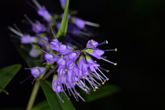 Veronica macrocarpa