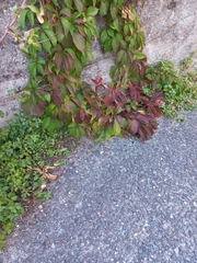 Parthenocissus quinquefolia