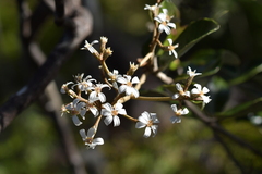 Olearia furfuracea
