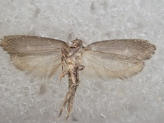 Pachybela