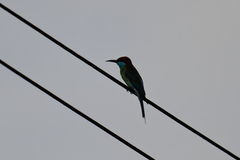 Merops viridis
