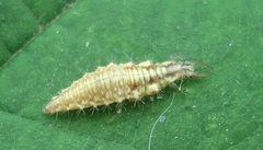 Nineta flava