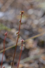 Lindsaea linearis