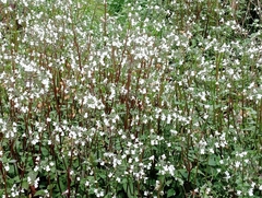 Nemesia floribunda