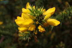Ulex