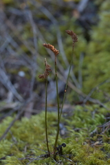 Schizaea