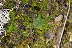 Corybas oblongus