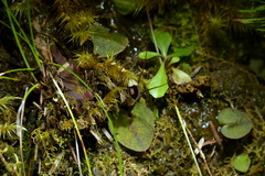 Corybas oblongus