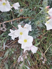 Convolvulus cneorum