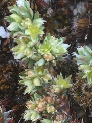 Paronychia polygonifolia