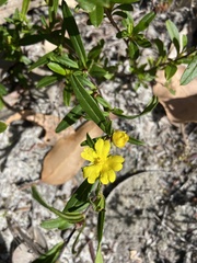 Hibbertia semipilosa
