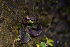 Corybas oblongus