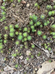 Dawsonia