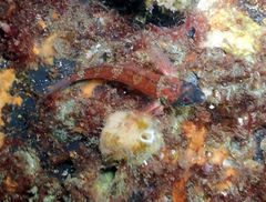 Enneapterygius atrogulare