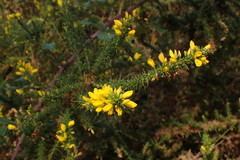 Ulex