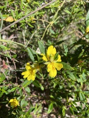 Hibbertia semipilosa