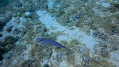 Seriola dumerili