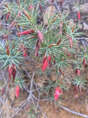Stenanthera conostephioides