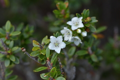Epacris