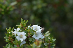 Epacris