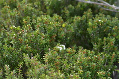 Epacris
