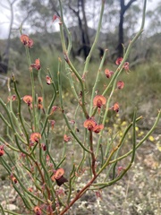 Daviesia brevifolia