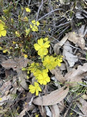 Hibbertia exutiacies