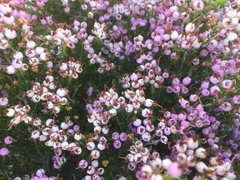 Erica umbellata