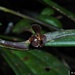 Myoxanthus reymondii - Photo (c) Jorge L. Peña, μερικά δικαιώματα διατηρούνται (CC BY-NC), uploaded by Jorge L. Peña