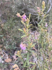 Thomasia petalocalyx