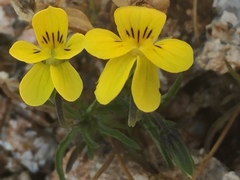 Viola langeana