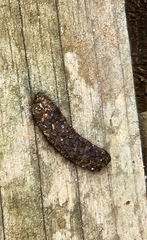 Mammalia