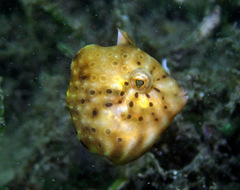 Brachaluteres jacksonianus