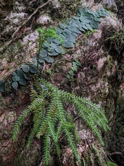 Phlegmariurus phlegmaria