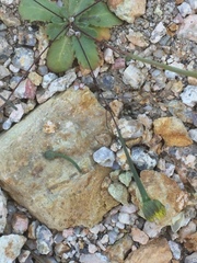 Arnoseris minima
