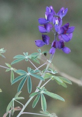 Lupinus altimontanus