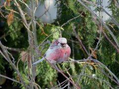 Carpodacus sibiricus