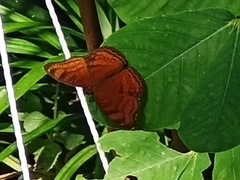 Junonia hedonia