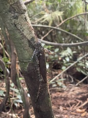 Phricta spinosa