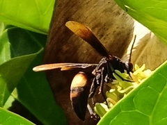 Polistes sagittarius