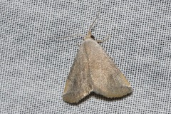 Mataeomera mesotaenia